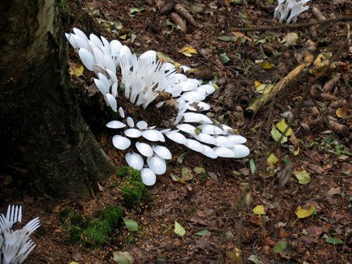 緊跟時(shí)尚 年輕人選擇的地板 一次性餐具拼出別樣藝術(shù)