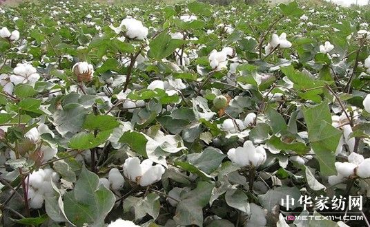 柏年家紡占據(jù)資源優(yōu)勢(shì)