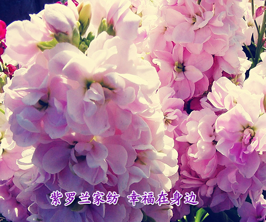 紫羅蘭家紡幸福在身邊