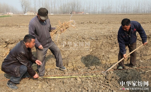 玖久絲綢萬畝生態桑園科學栽桑